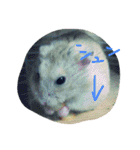 話すター(hamster)（個別スタンプ：11）