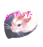 話すター(hamster)（個別スタンプ：12）