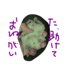 話すター(hamster)（個別スタンプ：13）