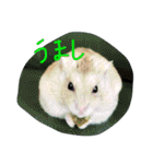 話すター(hamster)（個別スタンプ：14）