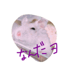 話すター(hamster)（個別スタンプ：15）