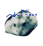 話すター(hamster)（個別スタンプ：16）