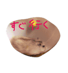 話すター(hamster)（個別スタンプ：18）