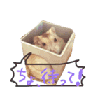 話すター(hamster)（個別スタンプ：19）