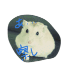 話すター(hamster)（個別スタンプ：20）