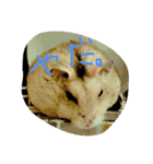 話すター(hamster)（個別スタンプ：21）