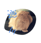 話すター(hamster)（個別スタンプ：22）
