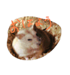 話すター(hamster)（個別スタンプ：23）