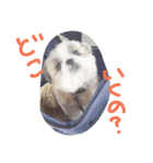 si-zu ma-tyan（個別スタンプ：14）