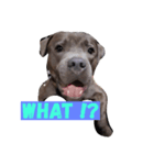 Dogs life so hard（個別スタンプ：2）
