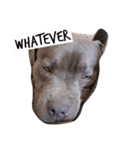 Dogs life so hard（個別スタンプ：4）