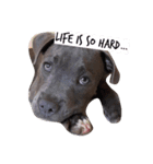 Dogs life so hard（個別スタンプ：5）
