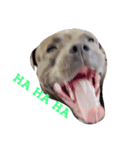 Dogs life so hard（個別スタンプ：6）