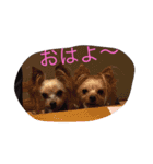 Yorkie Brother sister purin＆milk（個別スタンプ：1）