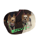 Yorkie Brother sister purin＆milk（個別スタンプ：2）