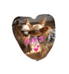 Yorkie Brother sister purin＆milk（個別スタンプ：4）
