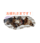 Yorkie Brother sister purin＆milk（個別スタンプ：5）
