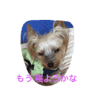 Yorkie Brother sister purin＆milk（個別スタンプ：6）