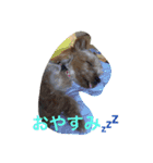Yorkie Brother sister purin＆milk（個別スタンプ：7）