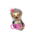 Yorkie Brother sister purin＆milk（個別スタンプ：12）