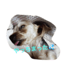 Yorkie Brother sister purin＆milk（個別スタンプ：13）