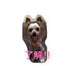 Yorkie Brother sister purin＆milk（個別スタンプ：14）