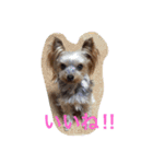 Yorkie Brother sister purin＆milk（個別スタンプ：15）