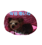 Yorkie Brother sister purin＆milk（個別スタンプ：16）