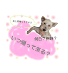 ちはあり（個別スタンプ：16）