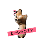 maaa-chan（個別スタンプ：12）