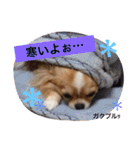 maaa-chan（個別スタンプ：13）