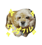 kenjigatukau（個別スタンプ：12）