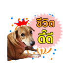 Family Pak（個別スタンプ：6）