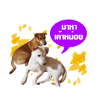 Family Pak（個別スタンプ：10）