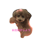 あずきちゃん トイプードル（個別スタンプ：3）