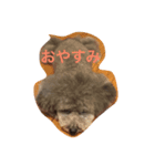 あずきちゃん トイプードル（個別スタンプ：4）