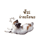 Bow the dog（個別スタンプ：1）