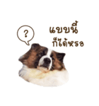 Bow the dog（個別スタンプ：2）