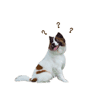 Bow the dog（個別スタンプ：3）