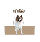 Bow the dog（個別スタンプ：4）