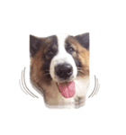 Bow the dog（個別スタンプ：5）