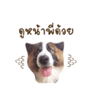 Bow the dog（個別スタンプ：8）