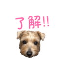 ワンダフルライフ2(ゆかいな仲間たち)（個別スタンプ：5）