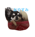 Chihuahua poodle（個別スタンプ：1）