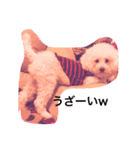 Chihuahua poodle（個別スタンプ：2）