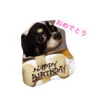 Chihuahua poodle（個別スタンプ：3）