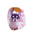 Chihuahua poodle（個別スタンプ：4）