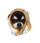 Chihuahua poodle（個別スタンプ：5）