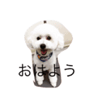 Chihuahua poodle（個別スタンプ：6）