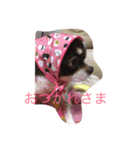 Chihuahua poodle（個別スタンプ：7）